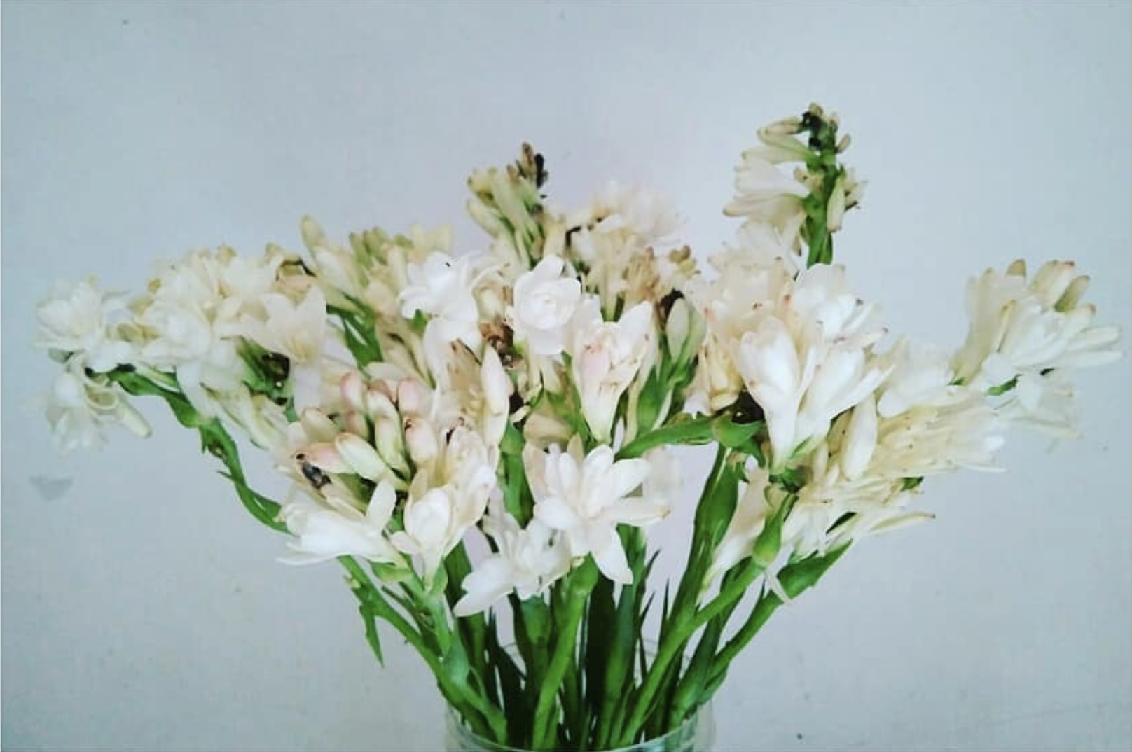 tuberose, bridal, bouquet, season, guide, wedding, planning, bride, floral, flowers, seasonal